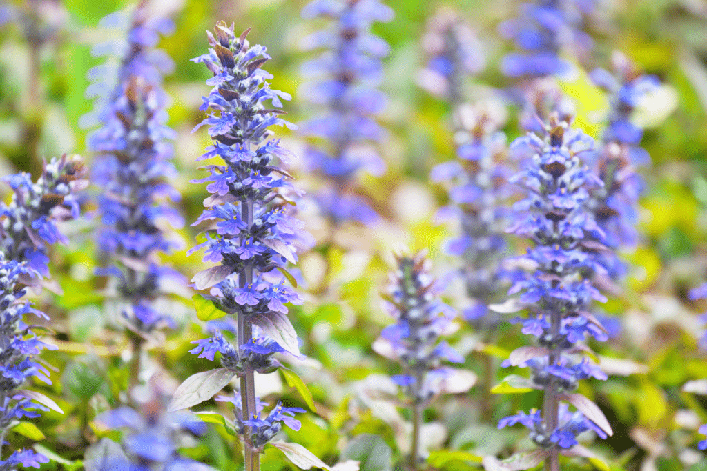 Ajuga