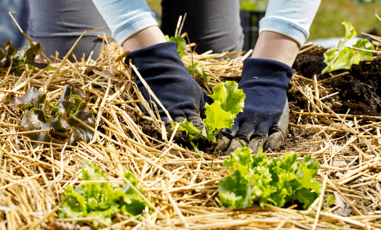 Culture de légumes