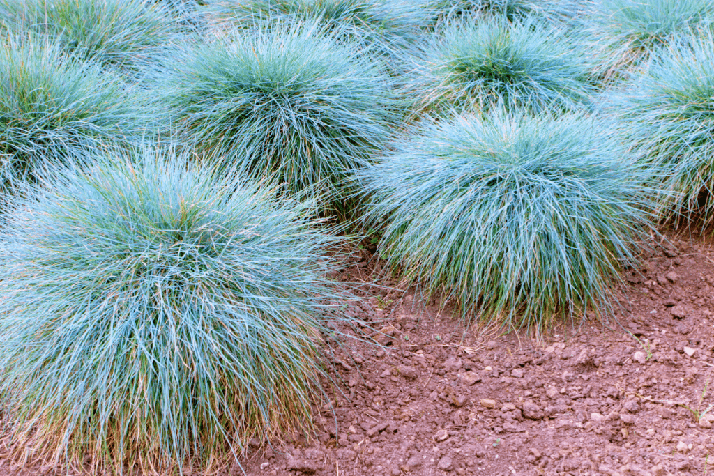 Fétuque bleue