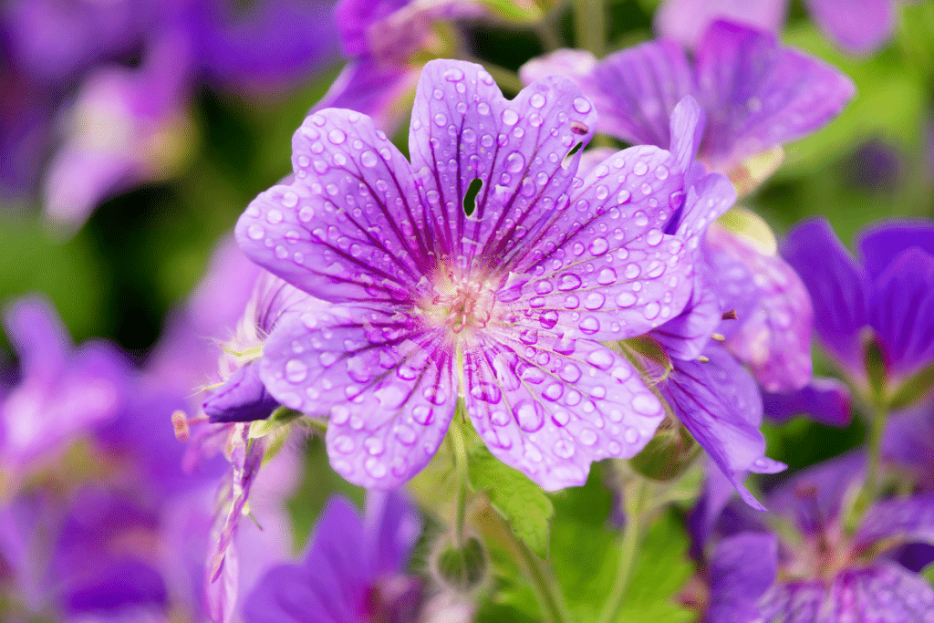 Géranium vicace