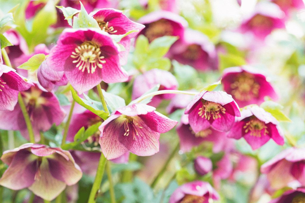 Hellebore