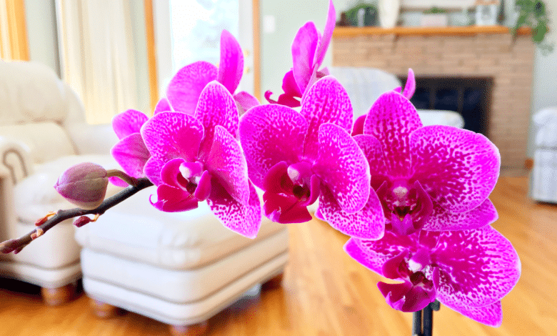 Orchidée au salon.