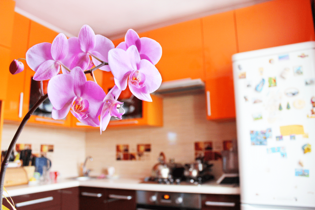 Orchidée en cuisine