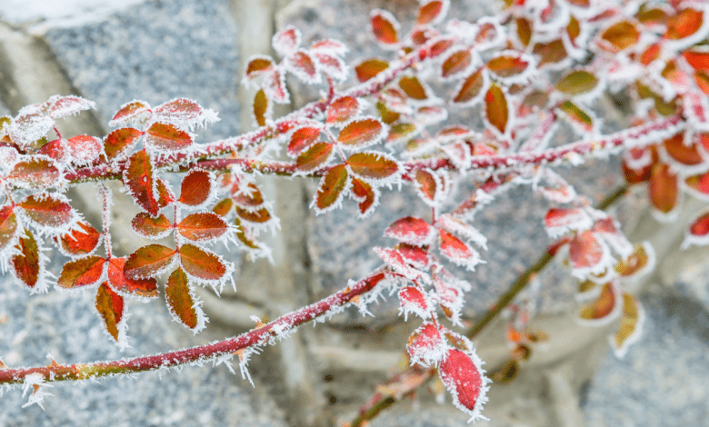 Plante en hiver