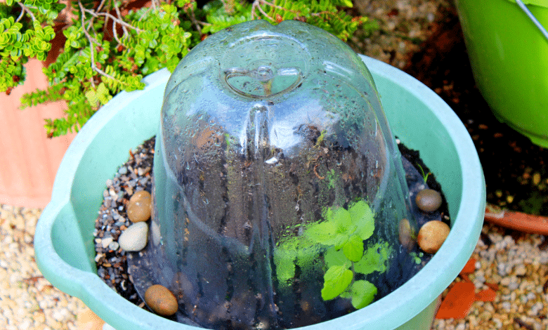 Plante protégée par une cloche