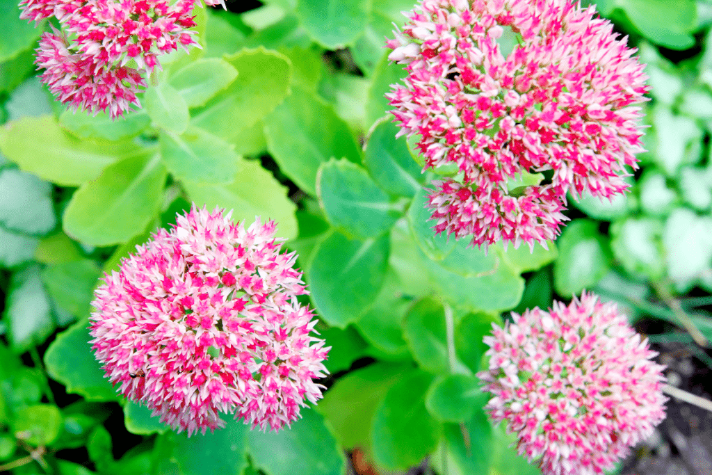 Sedum