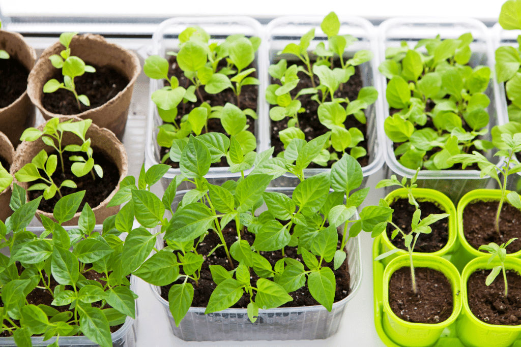 Semis de légumes en intérieur