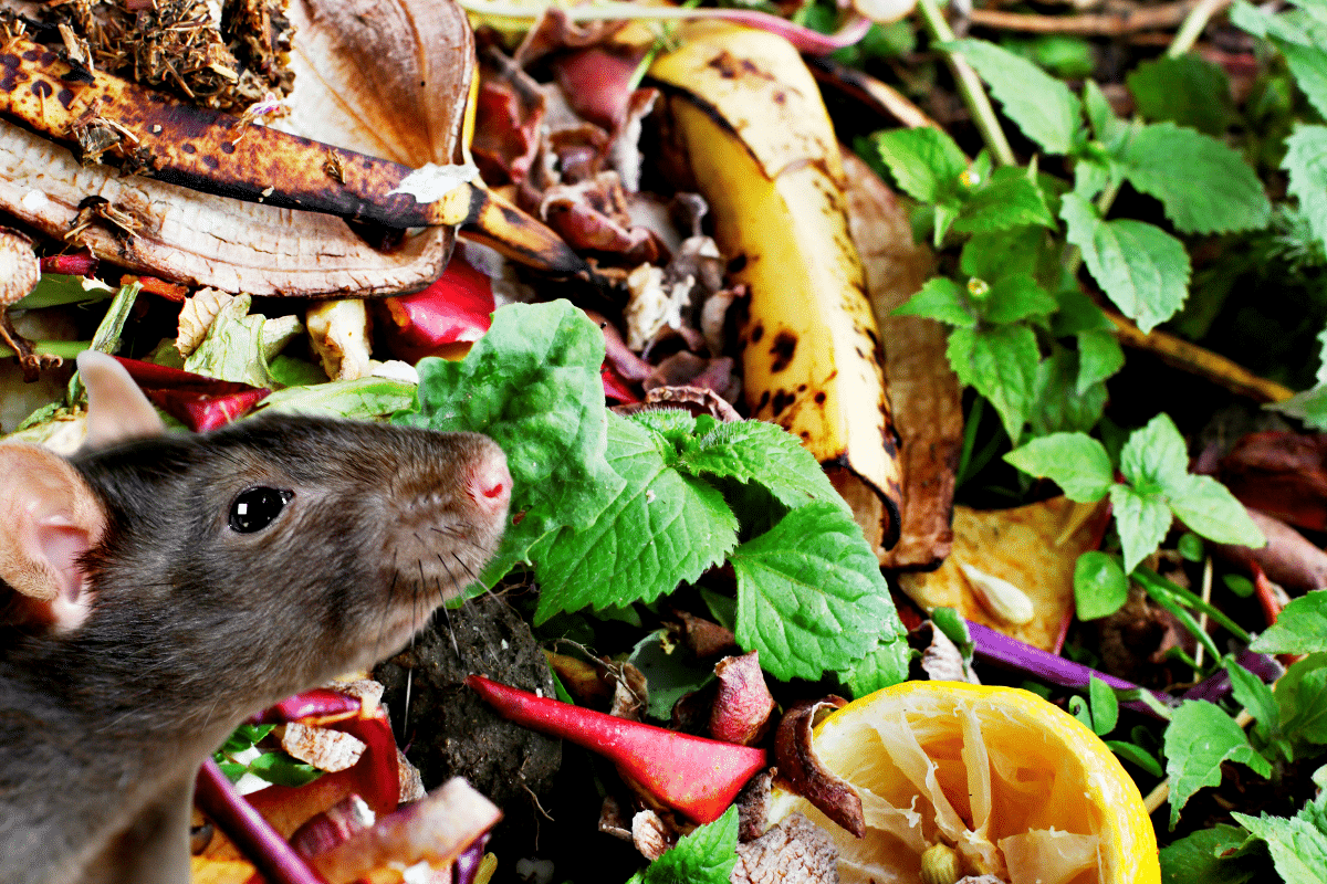 Des rats dans le composteur : que faire ? Mes 5 astuces préférées