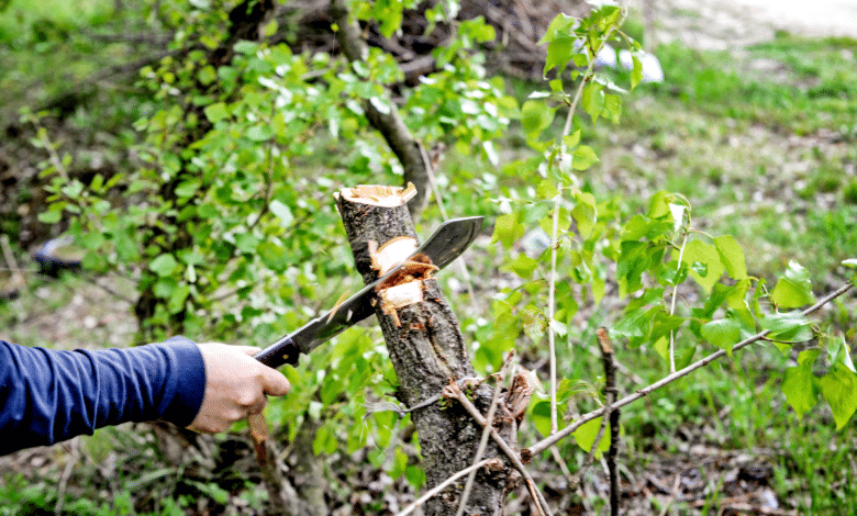 couper des arbres