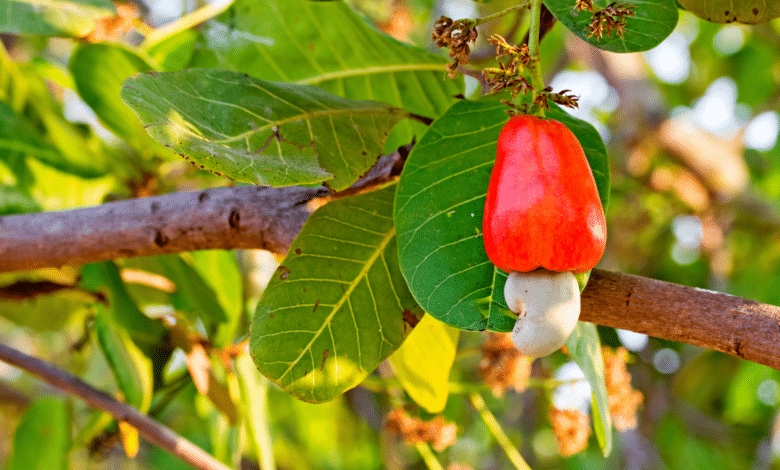 arbre fruitier