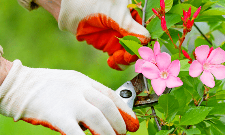 tailler un laurier rose