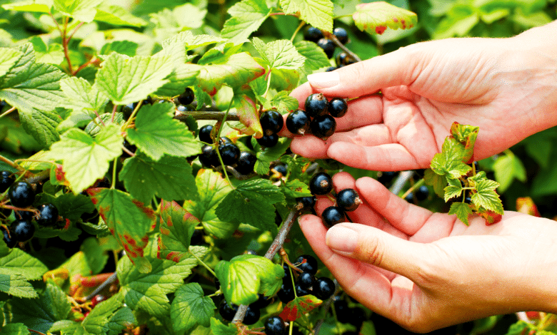 Cassissier aux fruits abondants