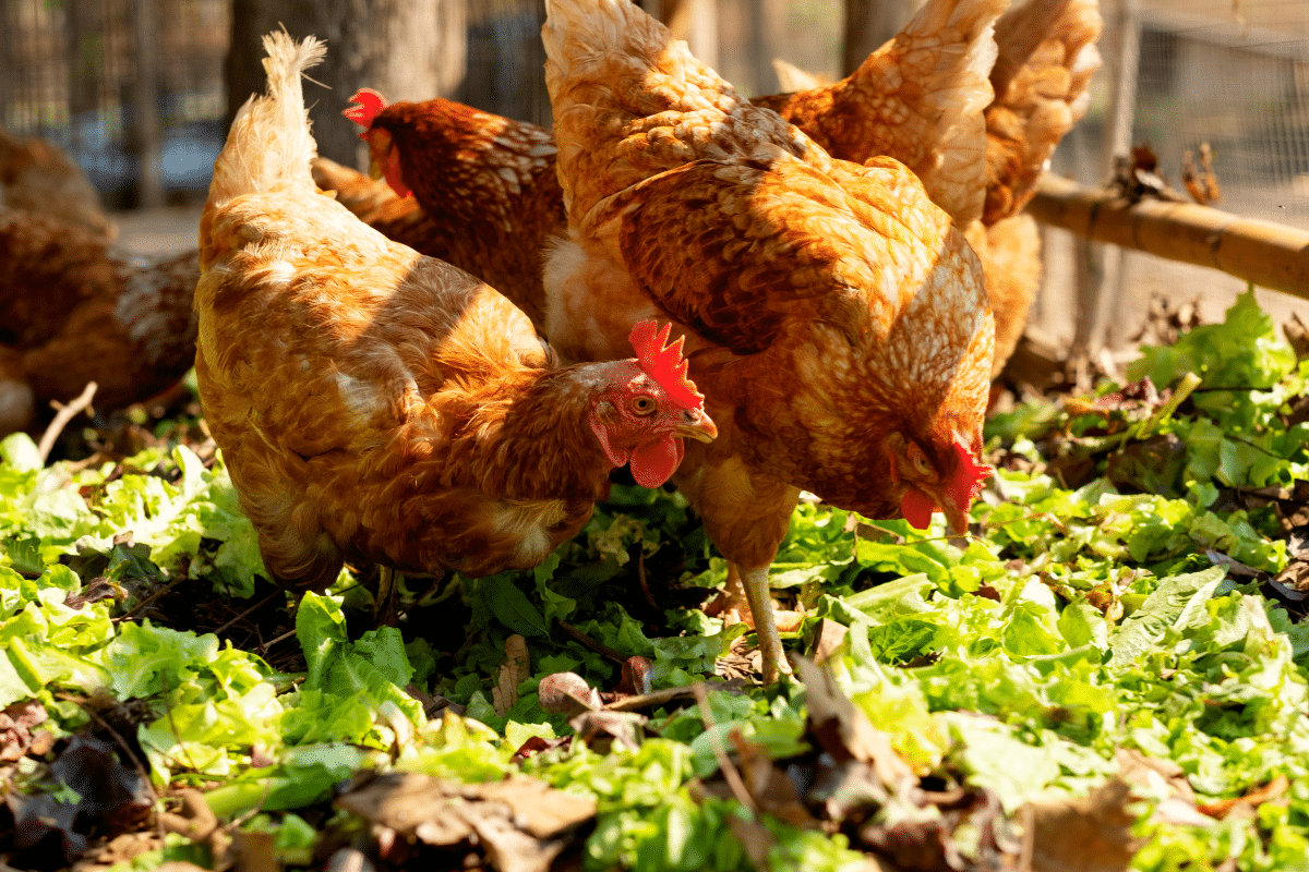 Dois Je D Clarer La Pr Sence De Mes Poules Dans Mon Jardin Enef Fr