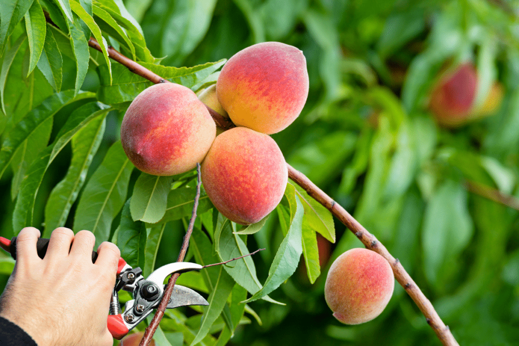 Erreurs Ne Pas Commettre Quand On Taille Des Arbres Fruitiers En