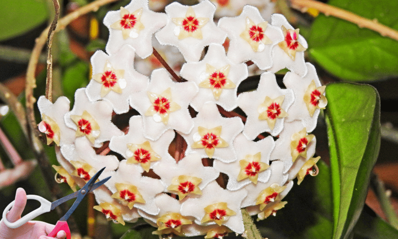 Bouturage des hoyas