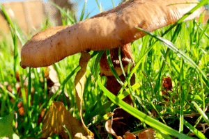 Champignon poussant au jardin