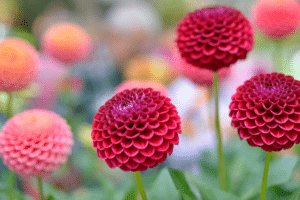 Dahlias