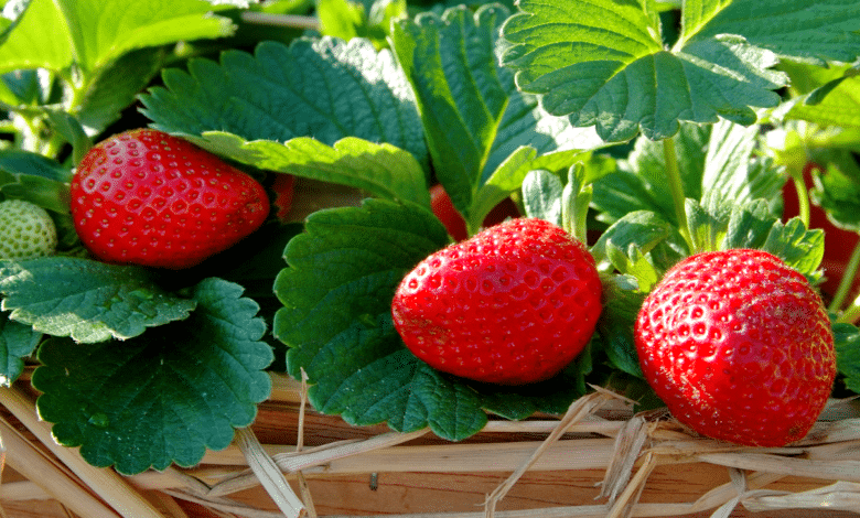 Des fraises succulentes au jardin