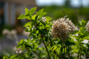 hortensias ne fleurisse pas