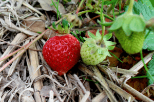 Paillis au pied d'un fraisier.