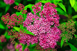 Spirées à floraison estivale