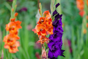 gladioli