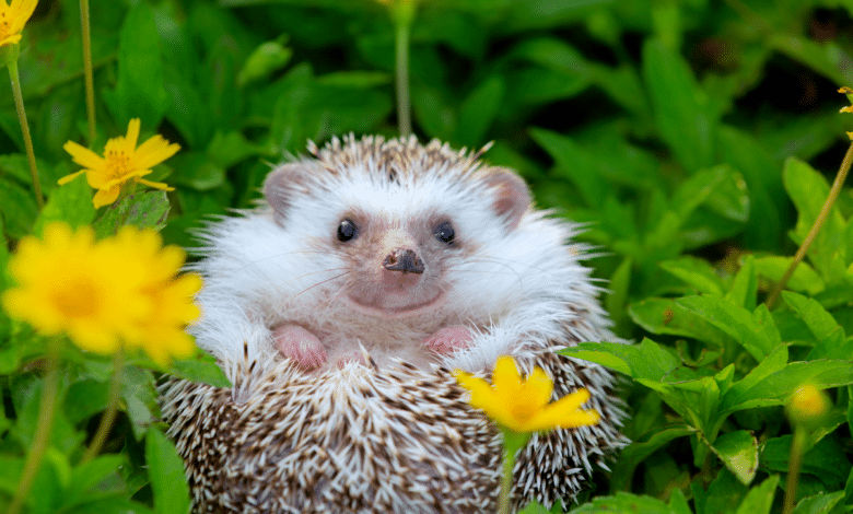 herisson dans le jardin