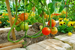 plantes à côtés des tomates