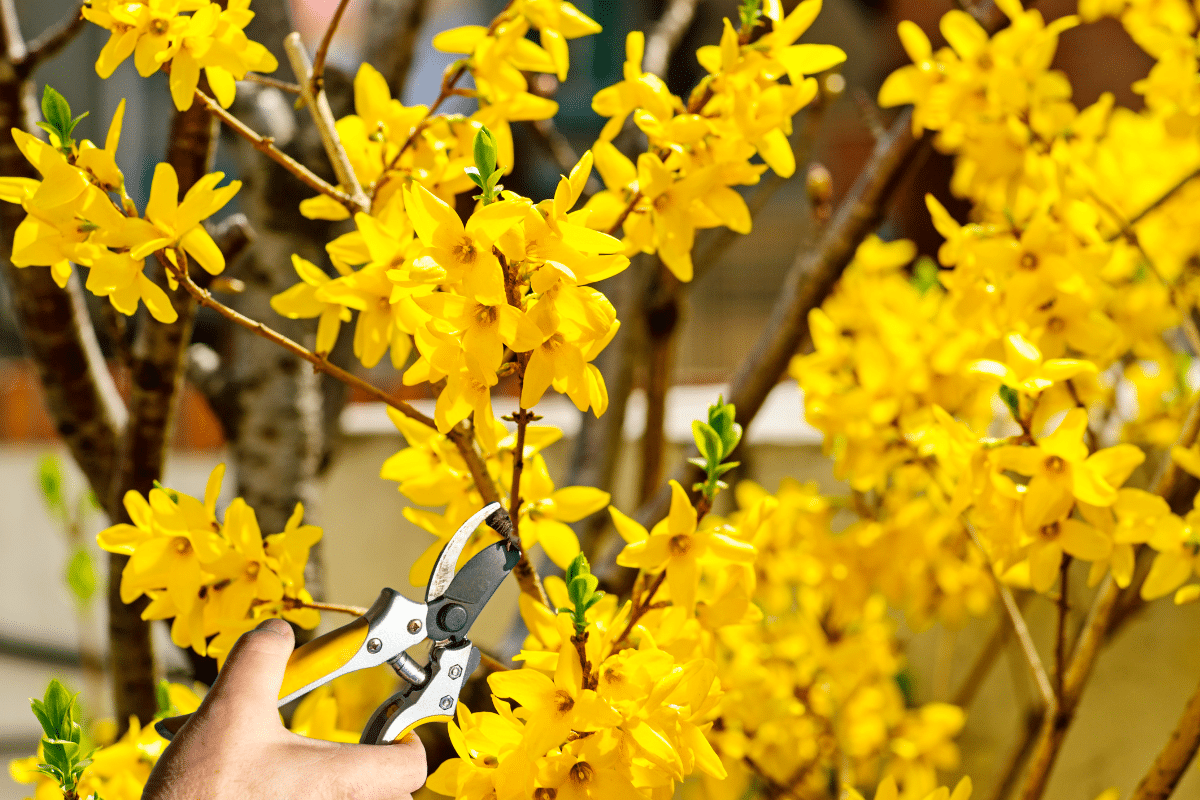 Pourquoi Est Il Si Important De Tailler Le Forsythia Et Quand Faut Il Le Faire Enef Fr