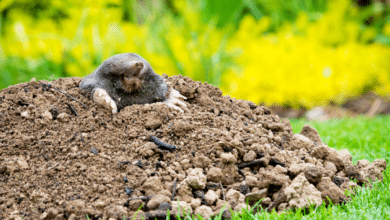 taupe au jardin