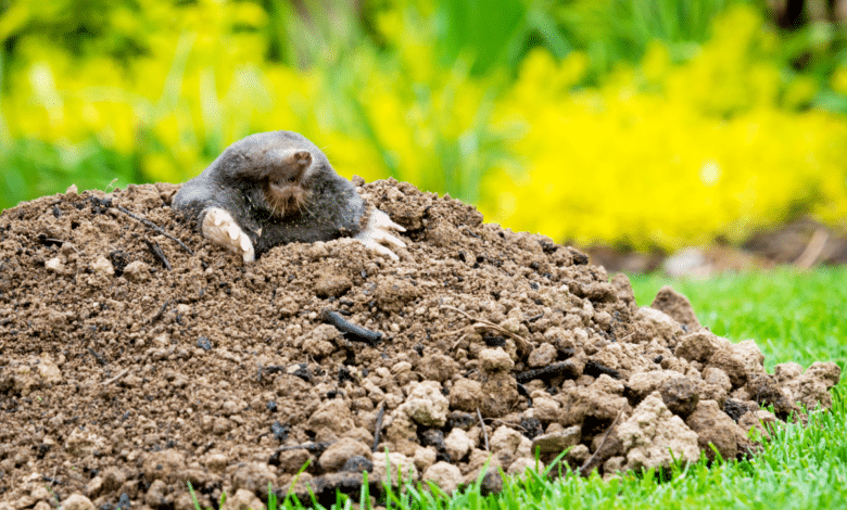 taupe au jardin