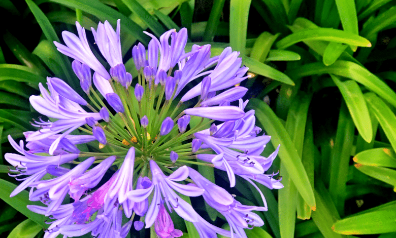 Agapanthes au jardin