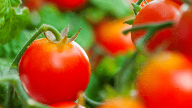 Belle tomate rouge.