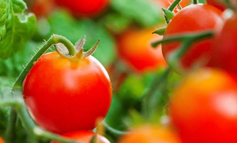 Belle tomate rouge.