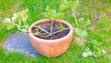 CULTIVER DES MELONS EN POT