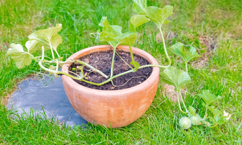 CULTIVER DES MELONS EN POT