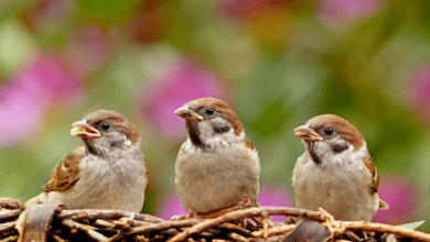 DÉPLACER UN NID D’OISEAU