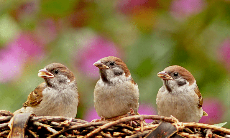 DÉPLACER UN NID D’OISEAU