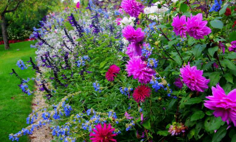 Des fleurs au jardin.