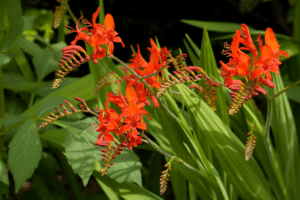 Crocosmia