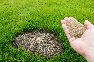 planter du gazon