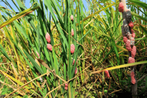 oeufs roses