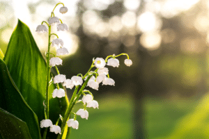 muguet