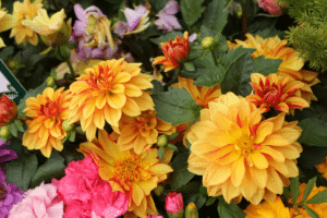 dahlias