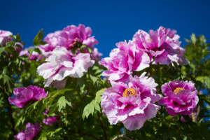 Pivoine herbacée