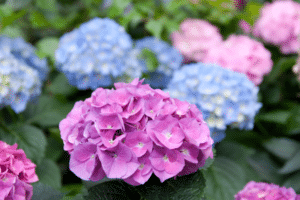 hortensia