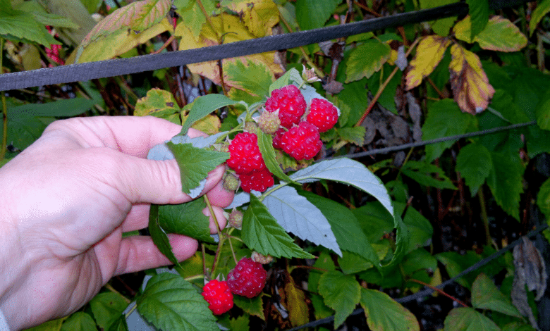 Fruits de framboisier