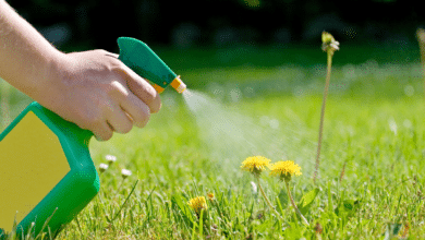 HERBICIDE NATUREL FAIT MAISON