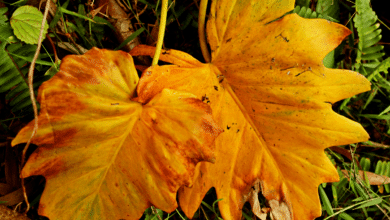 LES FEUILLES DE MON PHILODENDRON BRUNISSENT