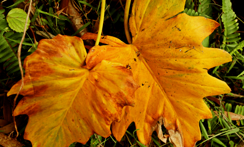 LES FEUILLES DE MON PHILODENDRON BRUNISSENT